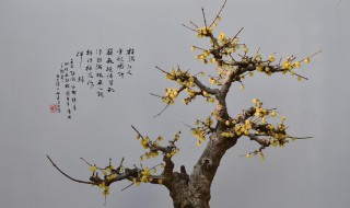 盆栽腊梅怎么养(盆栽腊梅怎么养殖方法)