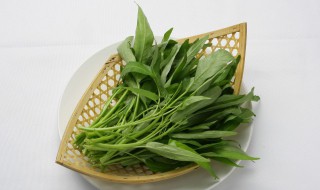 空心菜什么时候播种（空心菜什么时候播种育苗）