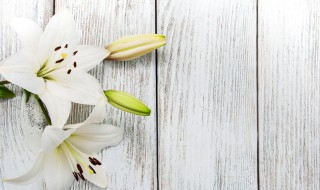 百合花的颜色 百合花的颜色怎么形容