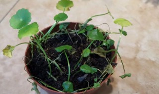 盆栽金钱草的种植方法和注意事项 盆栽金钱草的作用?