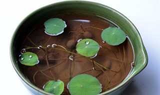 碗莲发芽技巧 碗莲发芽技巧和方法
