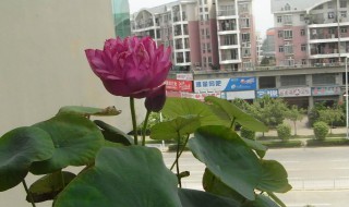 碗莲成功的种植方法（碗莲成功的种植方法视频）