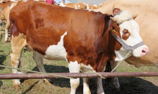 刚开始养牛的养殖方法 刚开始养牛的养殖方法有哪些