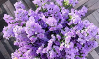 勿忘我花怎么养（勿忘我花怎么养殖方法）