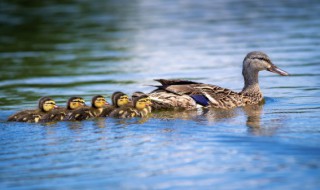 小洋鸭的养殖方法(小洋鸭怎样才能养活)