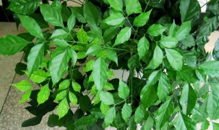 室内绿宝树养殖方法 室内绿宝树的养护方法