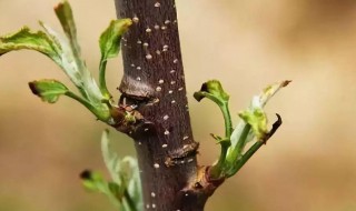苹果树刻芽最佳方法 苹果树刻芽最佳方法图片