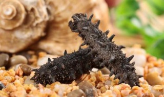 吃海参注意什么 八种人不适合吃海参