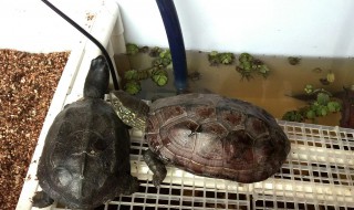 养龟的方法(养龟的方法和技巧)