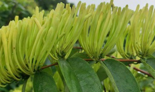 山银花和金银花的不同 山银花和金银花药效一样吗