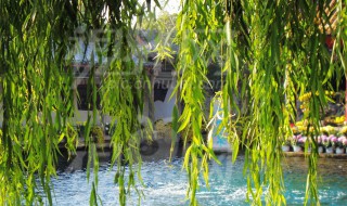 什么树不怕水淹（什么树不怕水淹好种长得快）