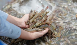 海白虾和基围虾的区别是什么（海白虾和基围虾的营养价值）