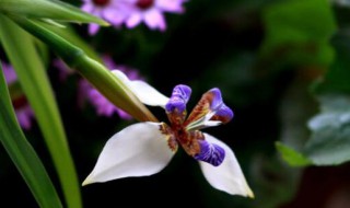 剑兰花期多久时间（剑兰花花期多长时间）