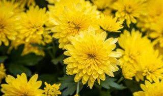 菊花怎么做干花（菊花怎么做干花好看）