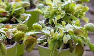 捕蝇草怎么配土 捕蝇草怎么配土种