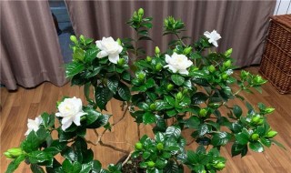 栀子花插花怎么养（栀子花插花养可以养几天）