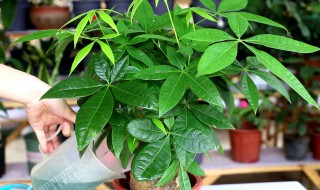 发财树浇水时间和正确方法 发财树浇水时间和正确方法图片