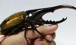 长戟大兜虫寿命 长戟大兜虫寿命分公母