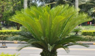 铁树根系发达吗 铁树根系大吗