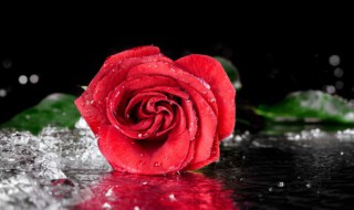 维生素c可以浇玫瑰花吗 维生素c可以浇玫瑰花吗有毒吗