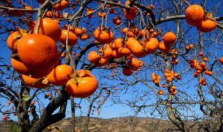 柿子树可以嫁接吗（嫁接柿子树的最佳时间）