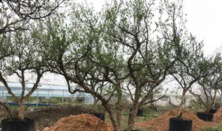 石榴树需要剪枝吗 石榴树什么时候剪枝