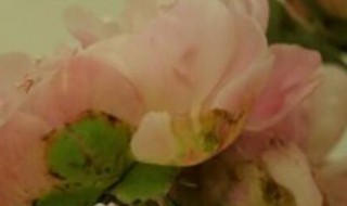 芍药花室内可以养吗 芍药花能在室内养吗