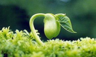 种子的传播途径 种子的传播途径有哪些