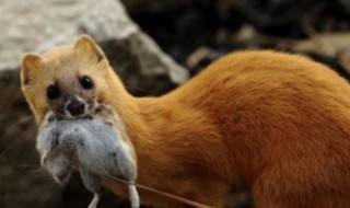 黄鼠狼是国家几级保护动物 黄鼠狼怕什么怎么驱赶黄鼠狼