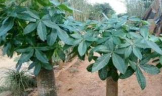 发财树换盆后要浇水吗 发财树换盆后能施肥吗