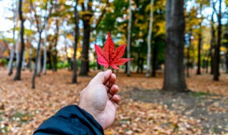 秋天的特点有哪些呢 秋天的5个特点