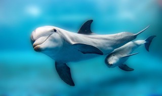 海豚的特点（海豚叫声）