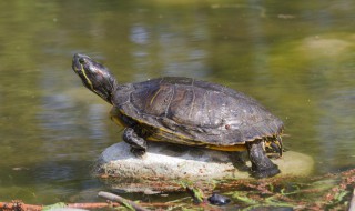海龟的特点 海龟的特点和本领