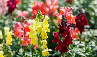 金鱼草怎么醒花（金鱼草醒花时间）