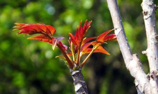 椿的寓意和象征 椿萱茂