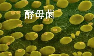 酵母菌代谢方式（酵母菌代谢方式和生殖方式）
