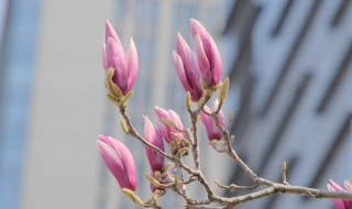 玉兰花的颜色（玉兰花的颜色形状怎么描写）