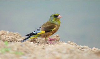 金翅雀和燕子都是候鸟对不对（金翅雀和燕子一样吗）