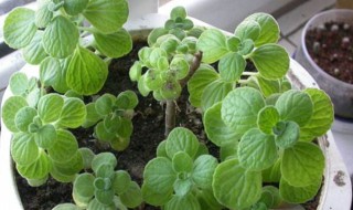 碰碰香怎么水养 碰碰香水养好还是土养好