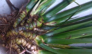 石菖蒲可以水培吗（石菖蒲水培好还是土培好）