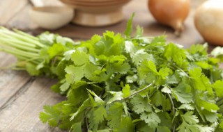 香菜什么人不能吃 吃香菜有什么作用与功效