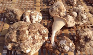 虎奶菌什么人不能吃 虎奶菌什么人不能吃呢