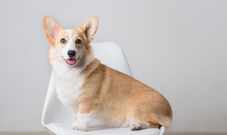 梦见狗咬别人是啥预兆（梦见狗咬别人是啥预兆我去帮忙）