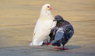 什么人不能吃鸽子（什么人不能吃鸽子禁忌）