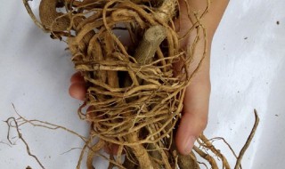 秘黄根的作用 秘黄根大药房有卖吗