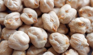 什么人不能吃鹰嘴豆（鹰嘴豆的八大危害）