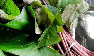 白薯叶怎么做好吃（白薯叶怎么做好吃视频）