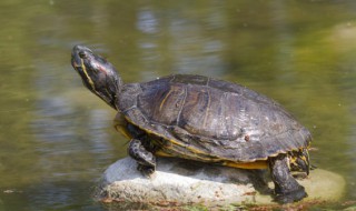 乌龟怎么去壳 乌龟怎么去壳做标本