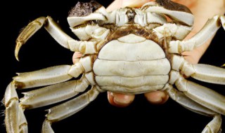 活大闸蟹怎么养不会死的保存方法（活大闸蟹要怎么保存）