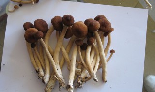 怎么样挑选茶树菇的方法和技巧（如何选茶树菇）